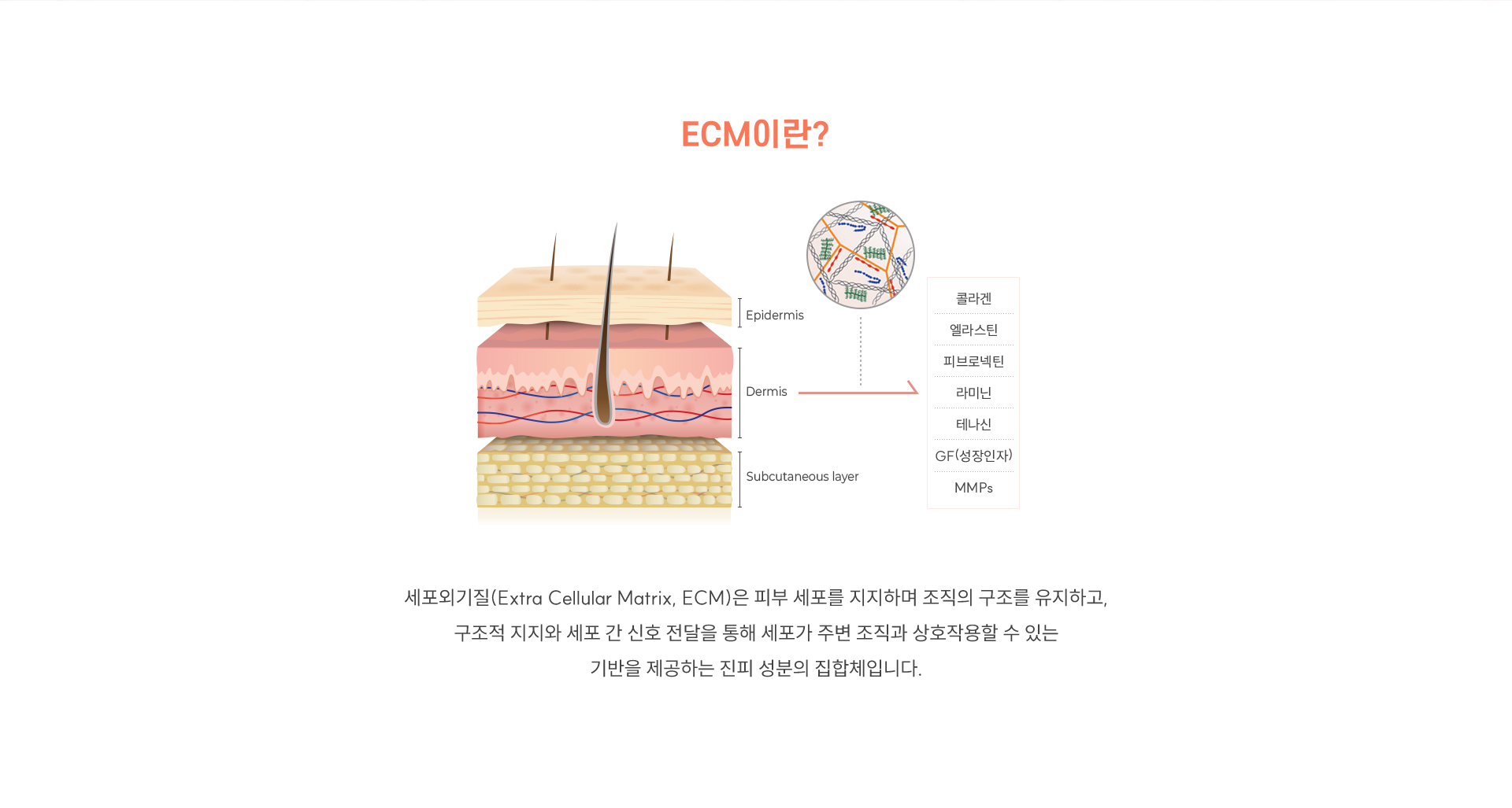 3.	ECM이란?-	세포외기질(Extra Cellular Matrix, ECM)은 피부 세포를 지지하며 조직의 구조를 유지하고,구조적 지지와 세포 간 신호 전달을 통해 세포가 주변 조직과 상호작용할 수 있는기반을 제공하는 진피 성분의 집합체입니다.